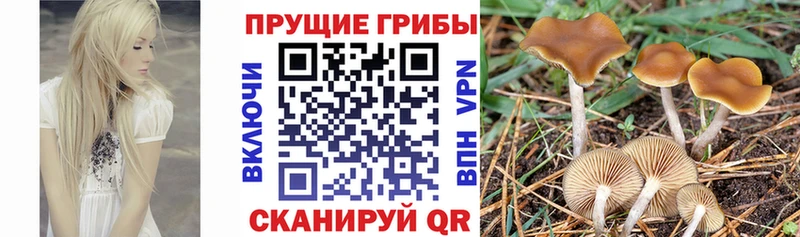 Псилоцибиновые грибы Psilocybe  Купить закладки  Иваново 